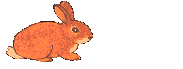 conejo-060.gif