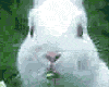 conejo-071.gif