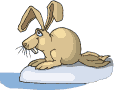 conejo-083.gif