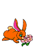 conejo-087.gif