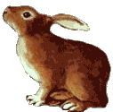 conejo-143.gif