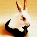 conejo-146.jpg