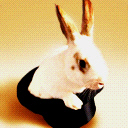 conejo-162.jpg