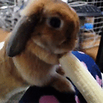 conejo-227.gif