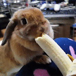 conejo-228.gif