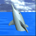 delfin-027.gif