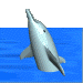 delfin-028.gif