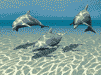 delfin-029.gif