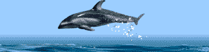 delfin-030.gif