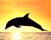 delfin-033.gif