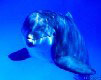 delfin-034.jpg