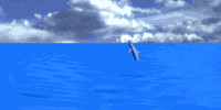 delfin-043.gif