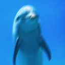 delfin-047.jpg