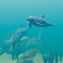 delfin-048.jpg