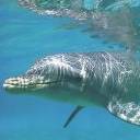 delfin-049.jpg
