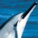 delfin-051.jpg
