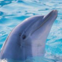 delfin-056.jpg