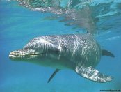 delfin-059.jpg