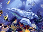 delfin-062.jpg