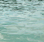 delfin-064.gif