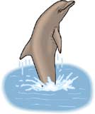 delfin-068.jpg