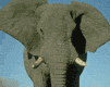 elefante-043.gif