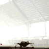 elefante-054.gif