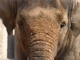 elefante-067.gif