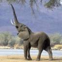 elefante-075.jpg