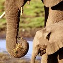 elefante-076.jpg