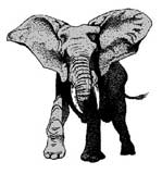 elefante-082.jpg