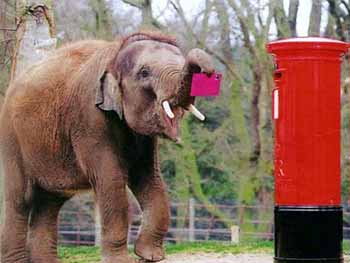 elefante-095.jpg