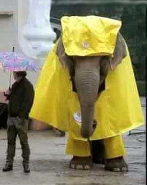 elefante-096.jpg