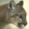 felinos-miscelanea-008.jpg