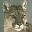 felinos-miscelanea-009.jpg