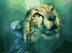 felinos-miscelanea-012.gif