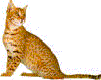 felinos-miscelanea-014.gif