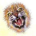 felinos-miscelanea-016.jpg