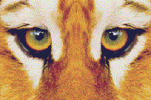 felinos-miscelanea-017.gif