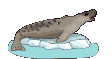 foca-008.gif