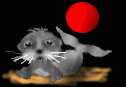 foca-014.gif