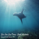 foca-025.jpg