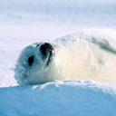 foca-026.jpg