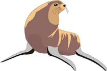 foca-029.jpg
