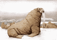 morsa-005.gif