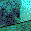vaca-marina-002.gif