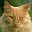 gato-118.jpg
