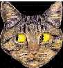 gato-336.gif