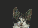 gato-342.gif