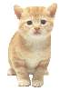 gato-345.gif